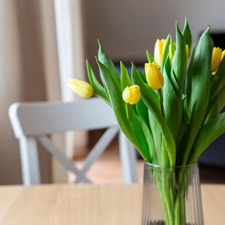 Mondgelee 줄리우스루